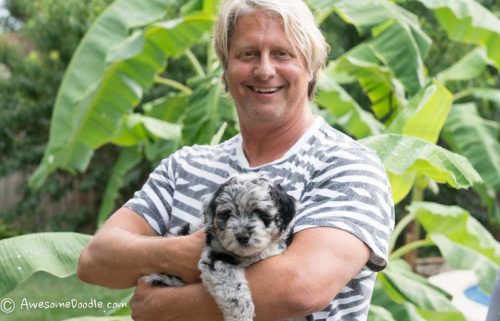 blue merle aussiedoodle family pet
