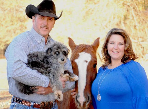 aussiedoodle ranch dog