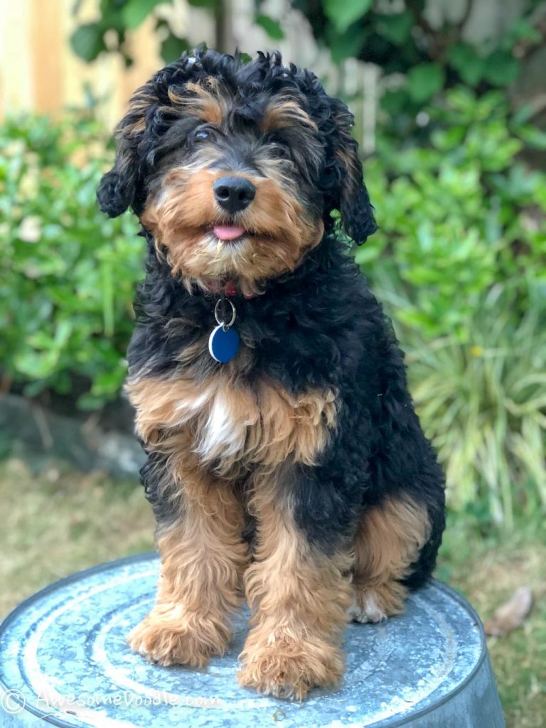 The Cutest Photos of Adult Mini AussieDoodles AwesomeDoodle