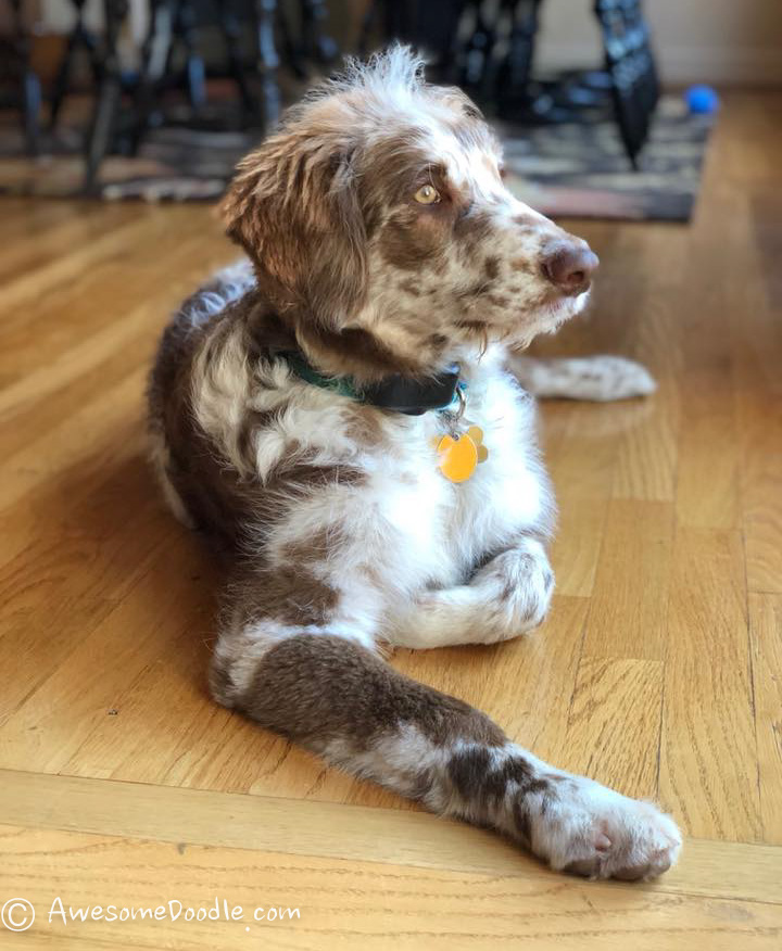 chocolate merle aussiedoodle