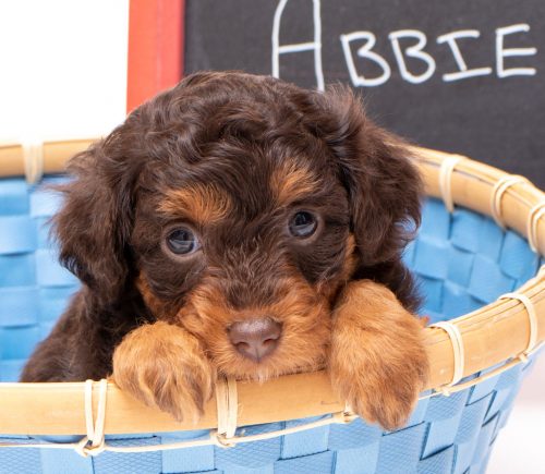affectionate red tri aussie doodle