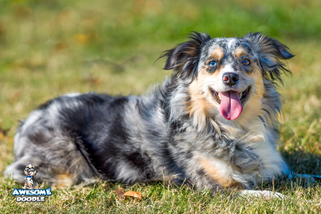 petunia-07039 blue merle aussiedoodle