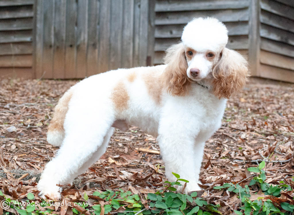 bandit-0034 parti poodle