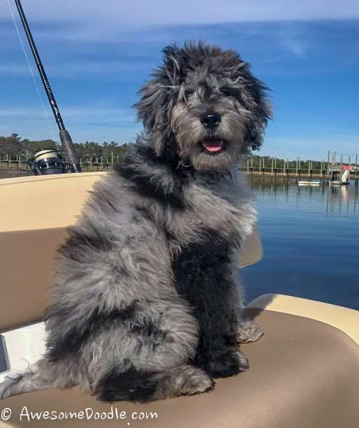 aussiedoodle adult