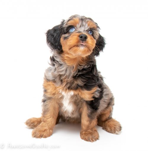 beautiful hypoallergenic puppy