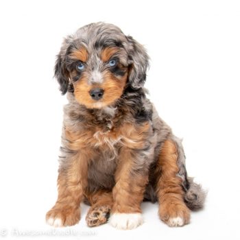 trained aussiedoodle for sale