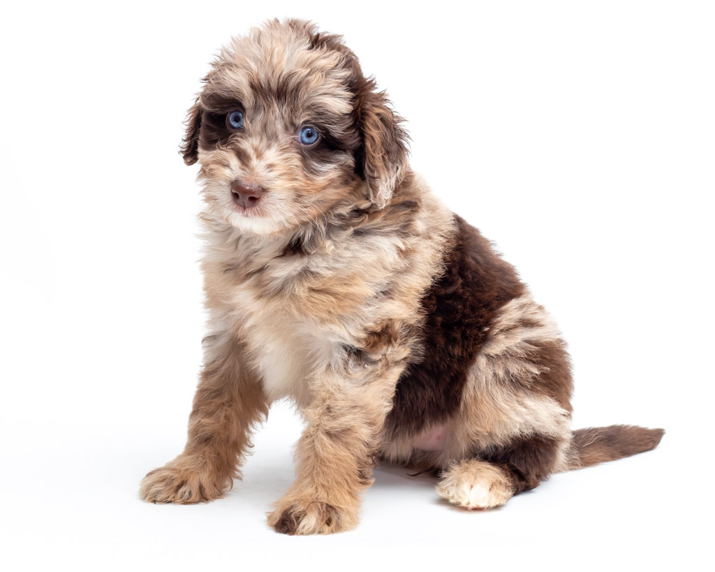 aussiedoodle colors