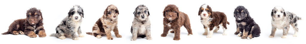 colors of Aussiedoodle Puppies