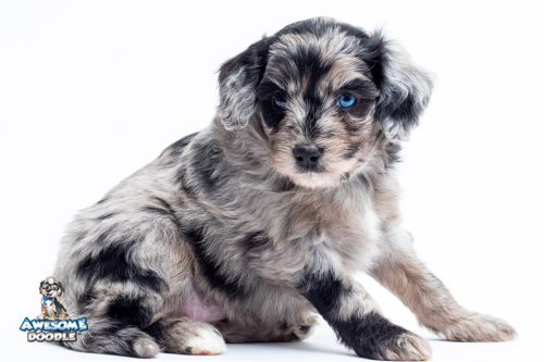 how to pick an aussiedoodle breeder