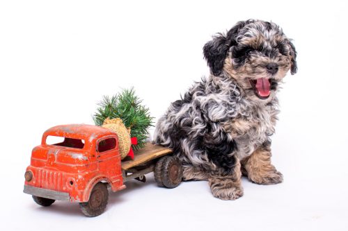 f1b aussiedoodle puppy