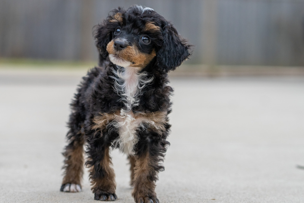 charley-9851
