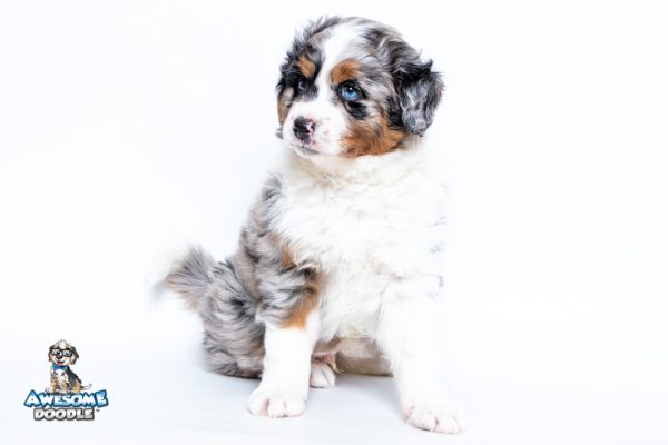 White Blue Merle with Copper AussieDoodle