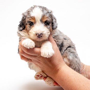 are aussiedoodle hypoallergenic