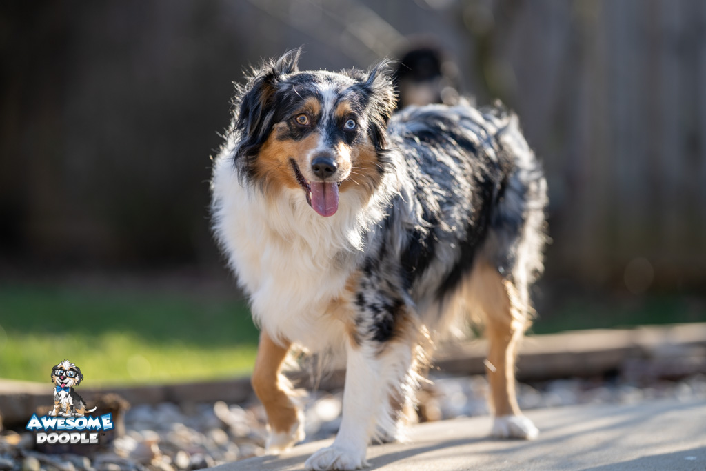 zoey79 Australian shepherd