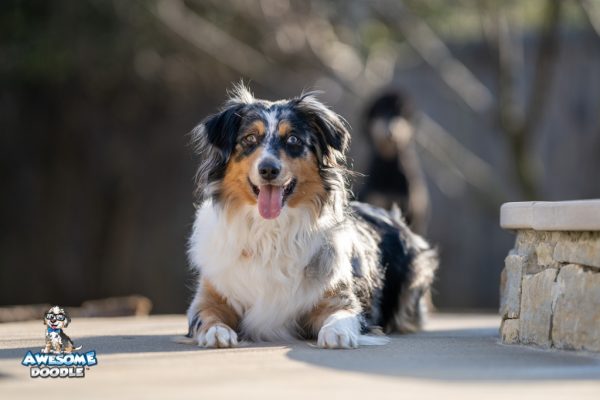 mini aussie
