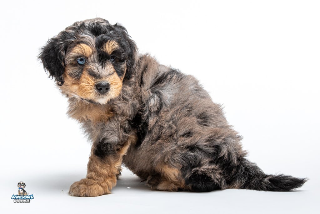 otto_7wks_0640 aussiedoodles in Kentucky