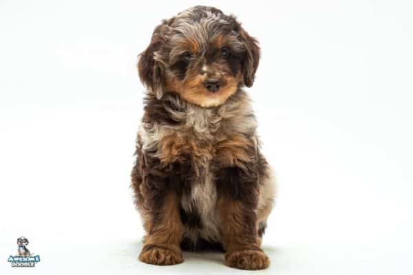 red phantom merle aussiedoodle