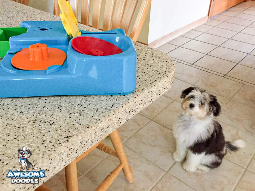 aussiedooodle puppy picky eater