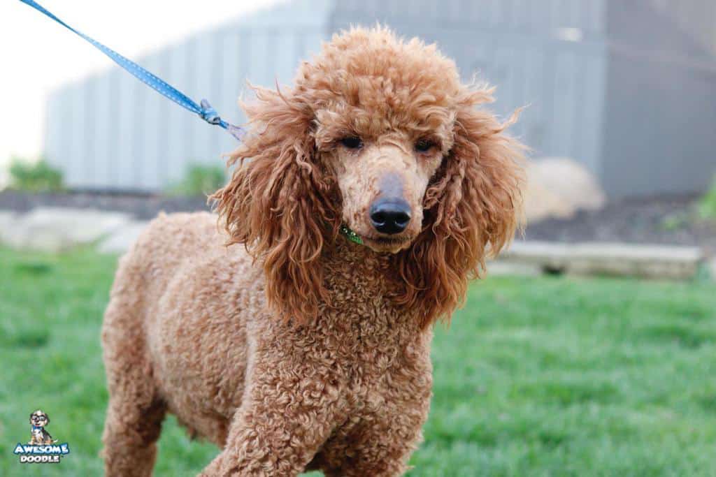 ranger1 red poodle