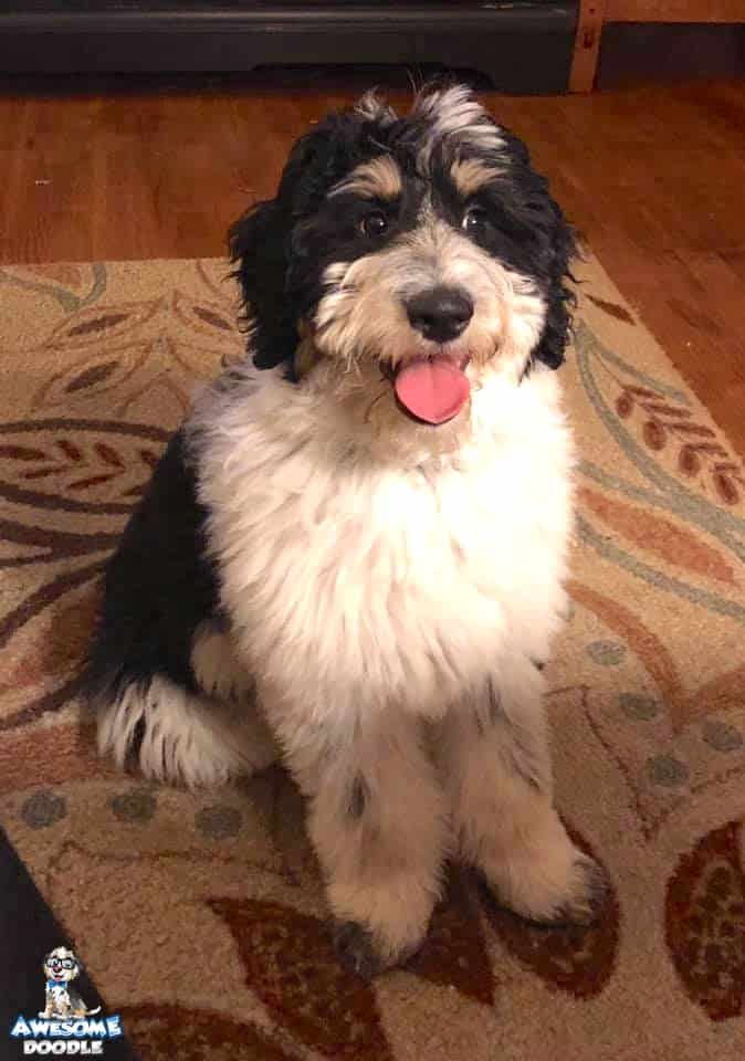 black tri aussiedoodle with full white chest