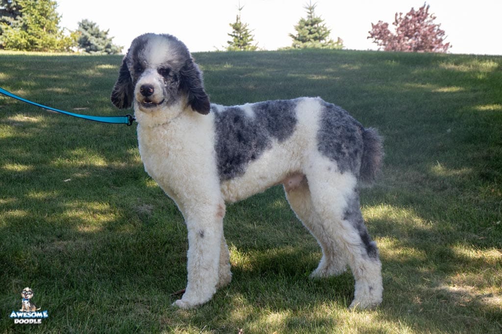 indy_merlepoodle_9232