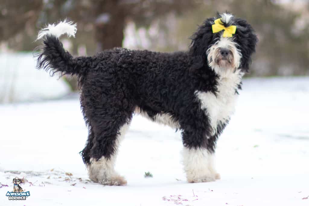 maddee-f1-bernedoodle_8405-2