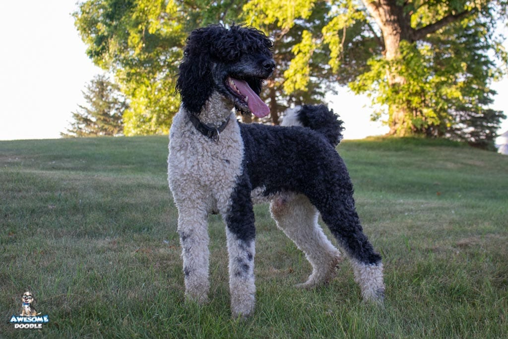 rio_stud_9401 parti poodle