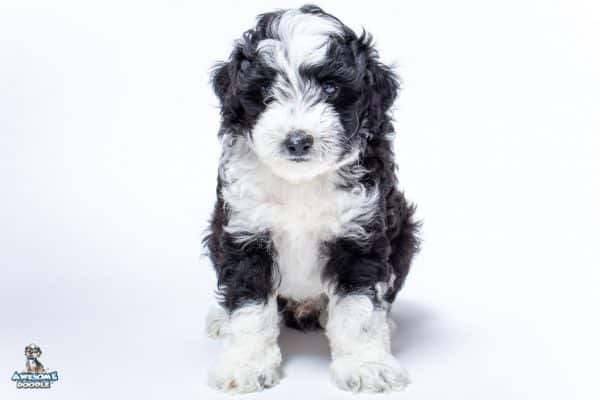 black bi color aussiedoodle