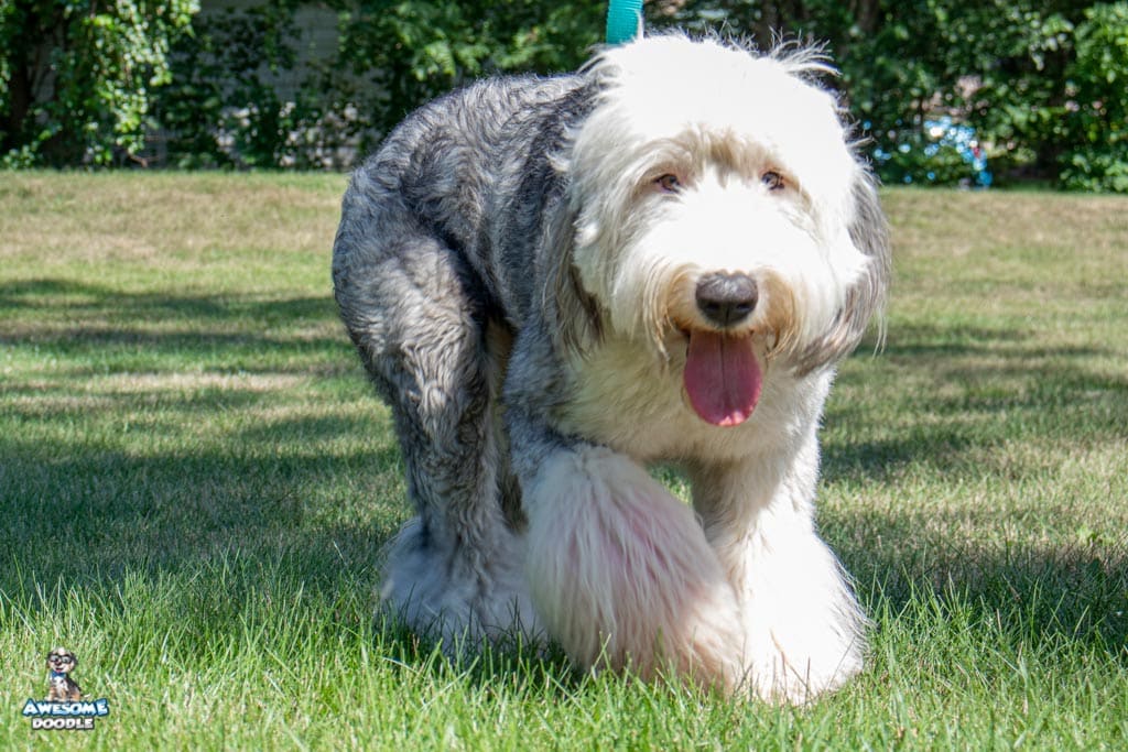 tilly_oes Old English Sheepdog