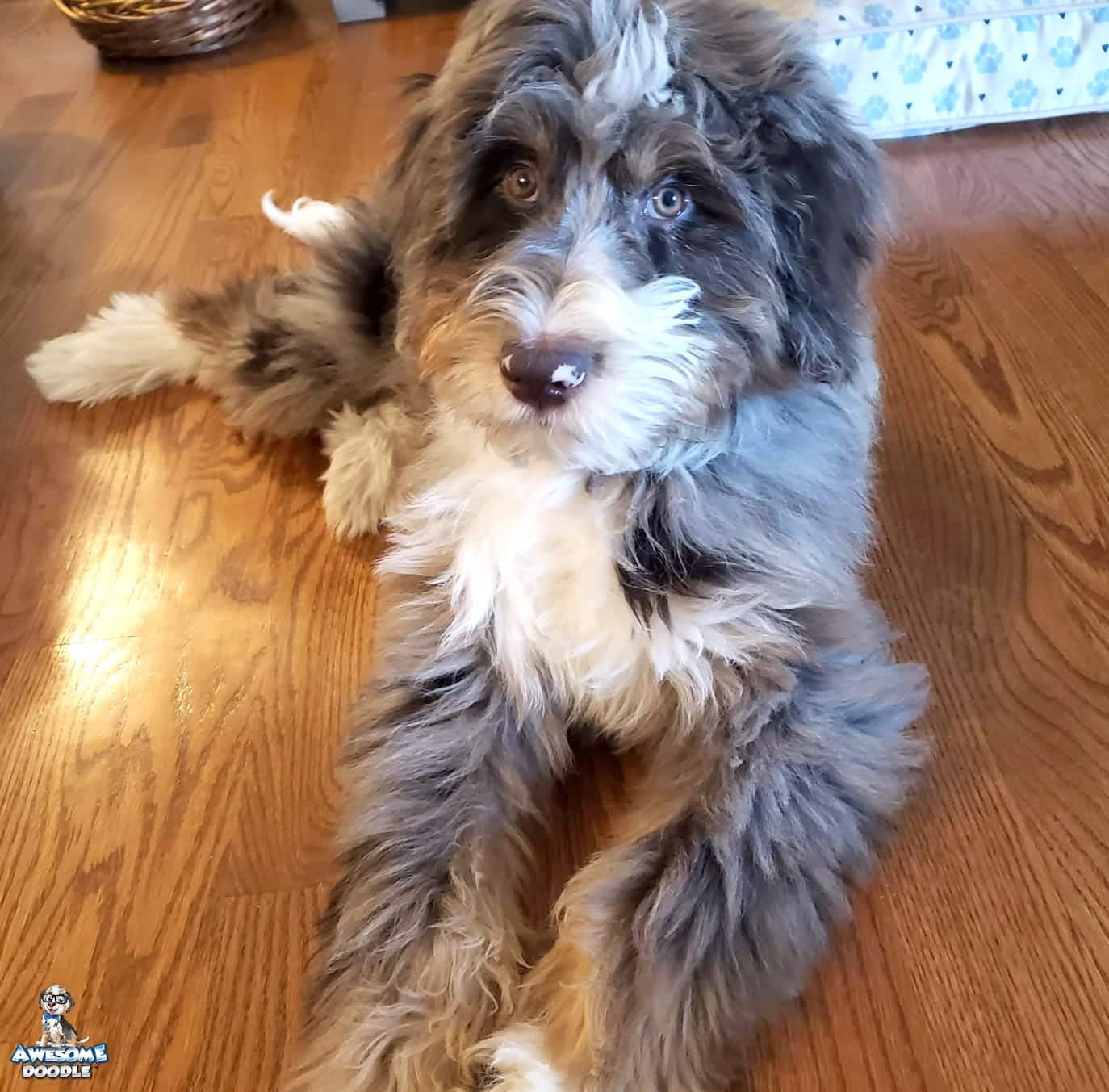red merle with white and copper aussiedoodle puppy
