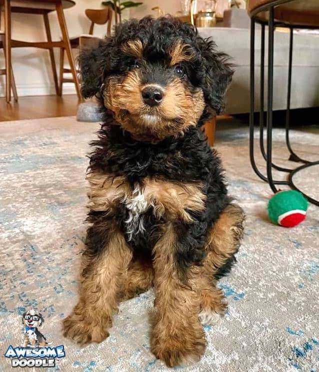 phantom aussiedoodle puppy with white points