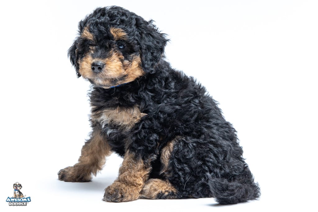 bolt-7wks_0328
