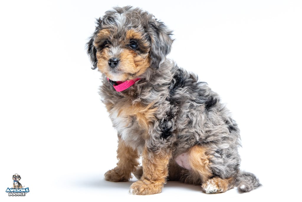 gertie-7wks_0302