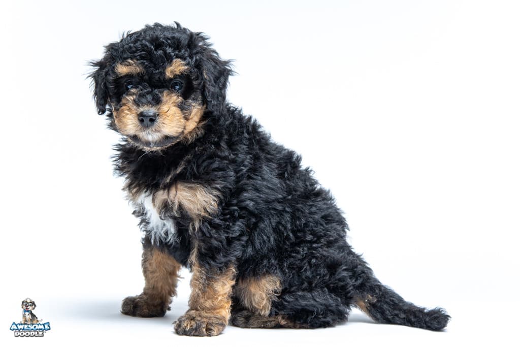 ochie-7wks_0288