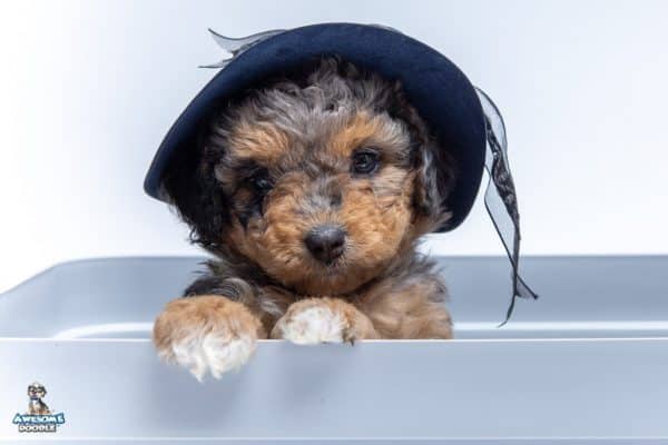 aussiedoodle pictures