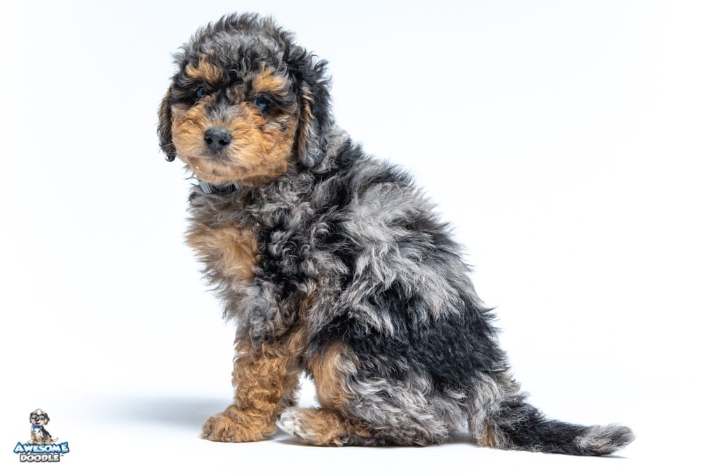 penny-7wks_0284