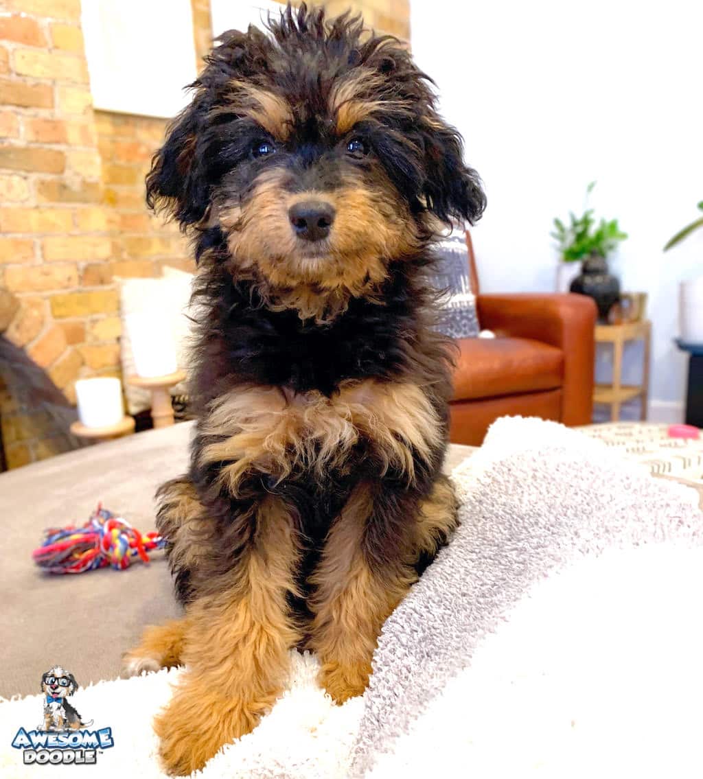 phantom-aussiedoodle-puppy black phantom aussiedoodle puppy