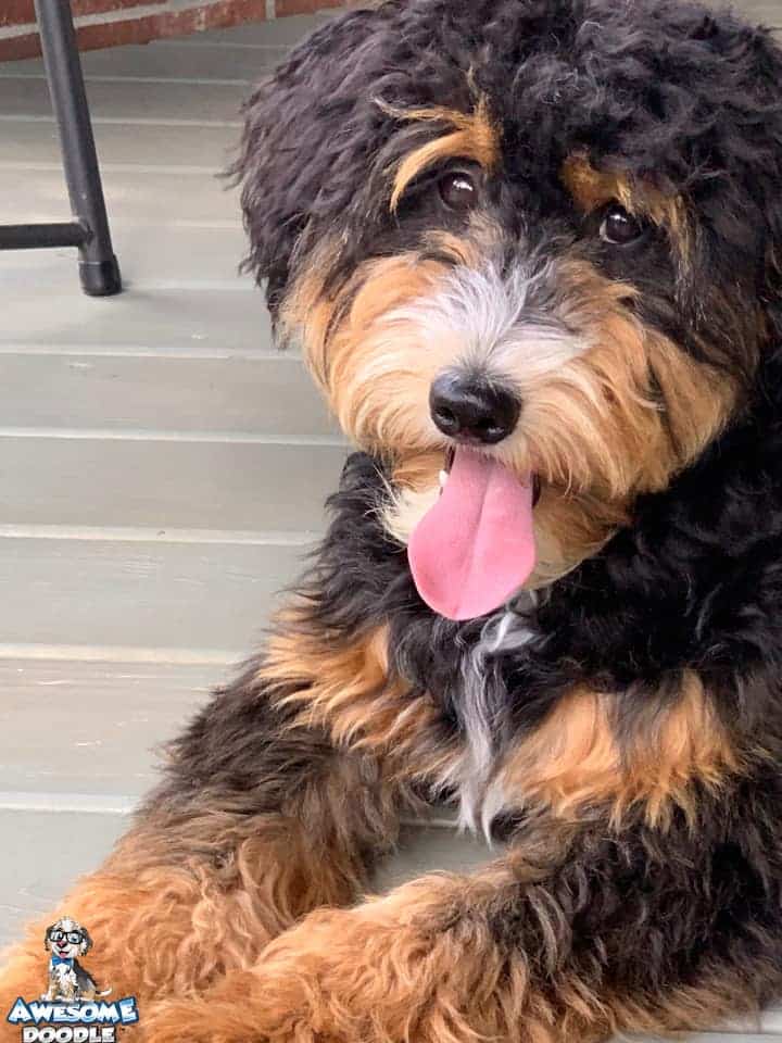 black-phantom-aussiedoodle-with-white-and-tongue-out phantom aussiedoodle puppy with white