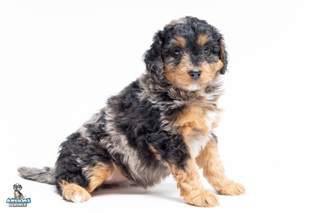 chai-7wks_0790