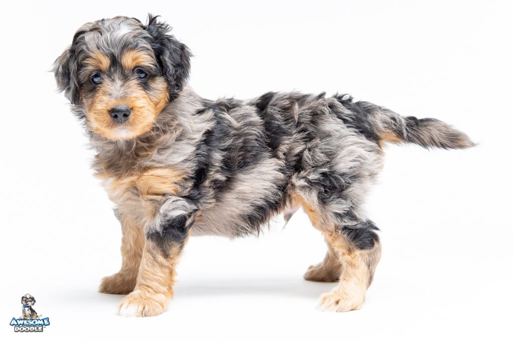 olllie-7wks0760