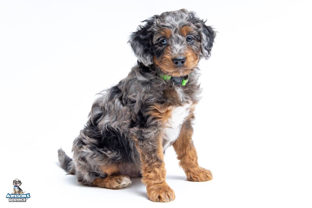 bentley-7wk_0868