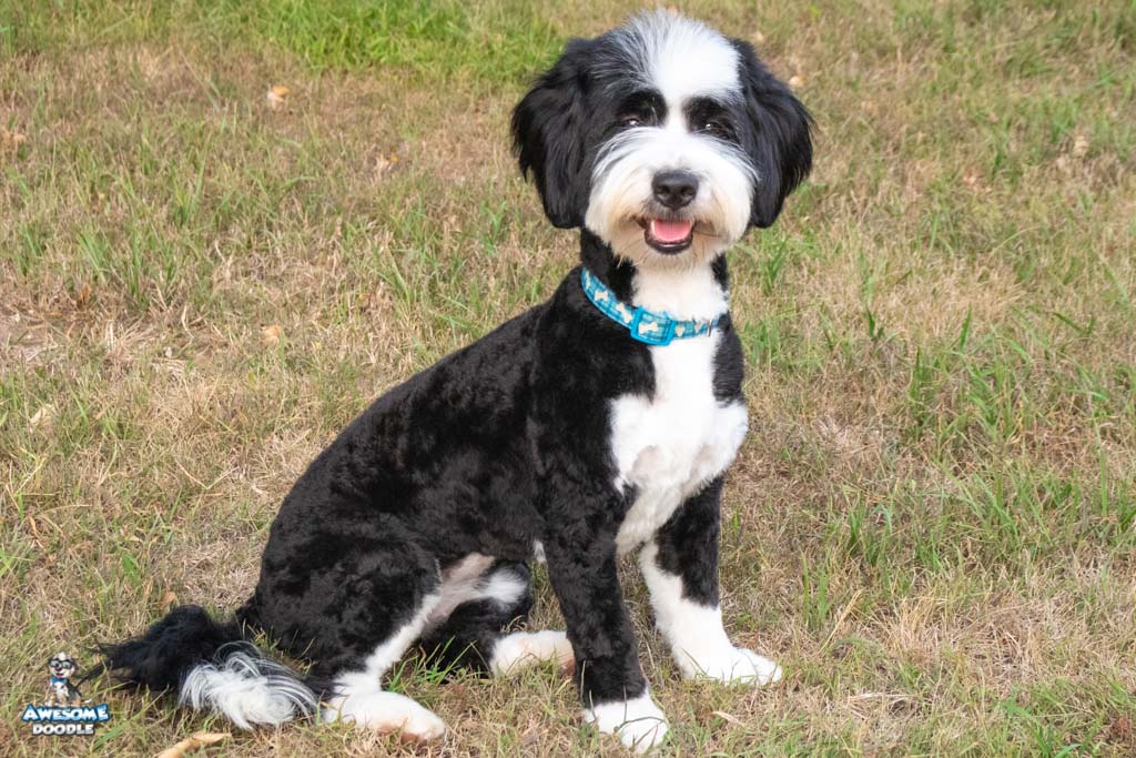 bernedoodle-miley_3139 bernedoodle
