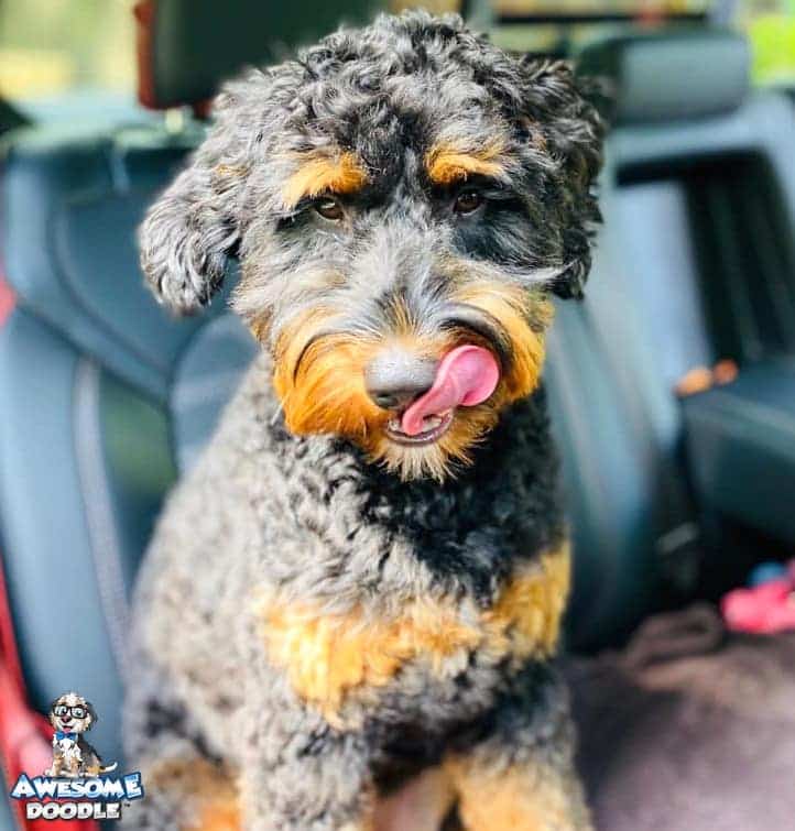 black-phantom-aussiedoodle-dark-copper phantom aussiedoodle with very rich copper