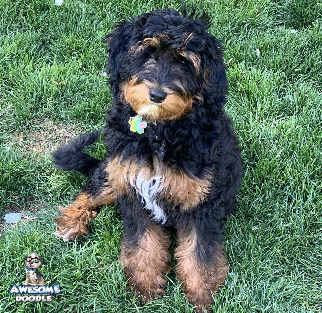 black-phantom-aussiedoodle-puppy-in-grass black phantom aussiedoodle with white chest
