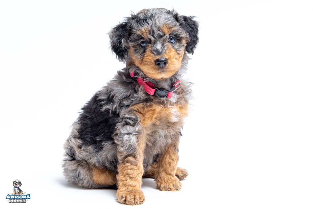 daphne-7wk_0863