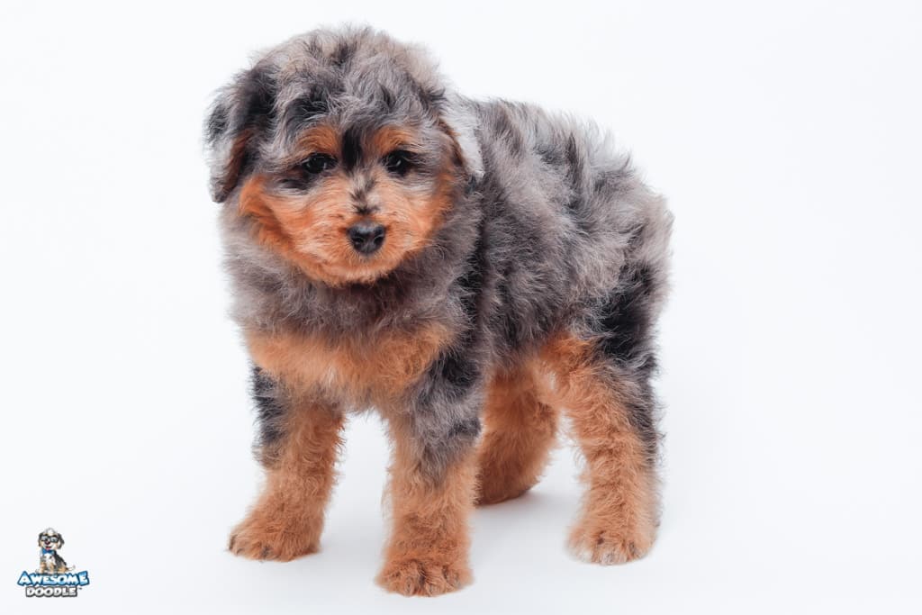 starla-7wks_0094