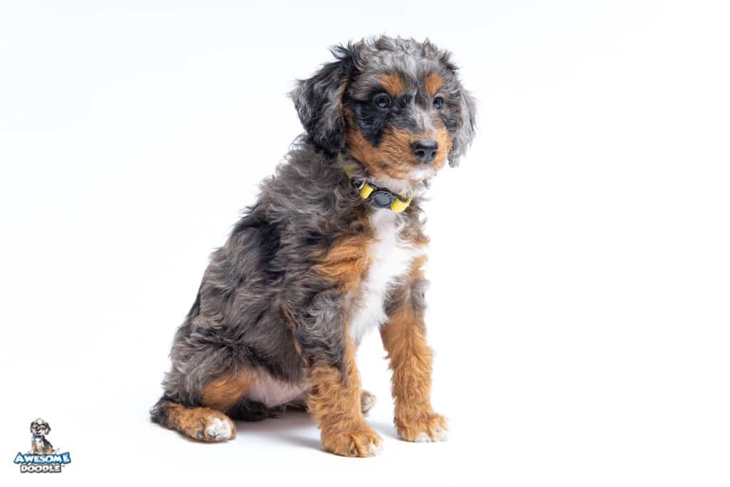 wren-7wk_0857