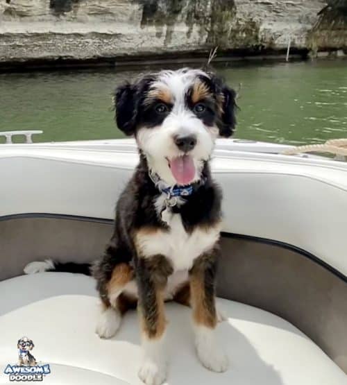 lake aussiedoodle black tri coloring