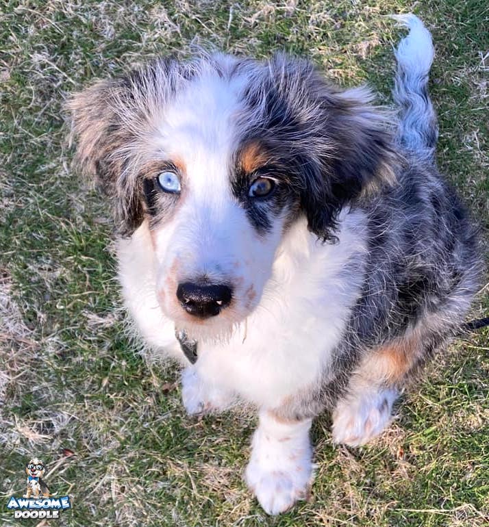 blue merle aussiedoodle with white and copper and one blue eye
