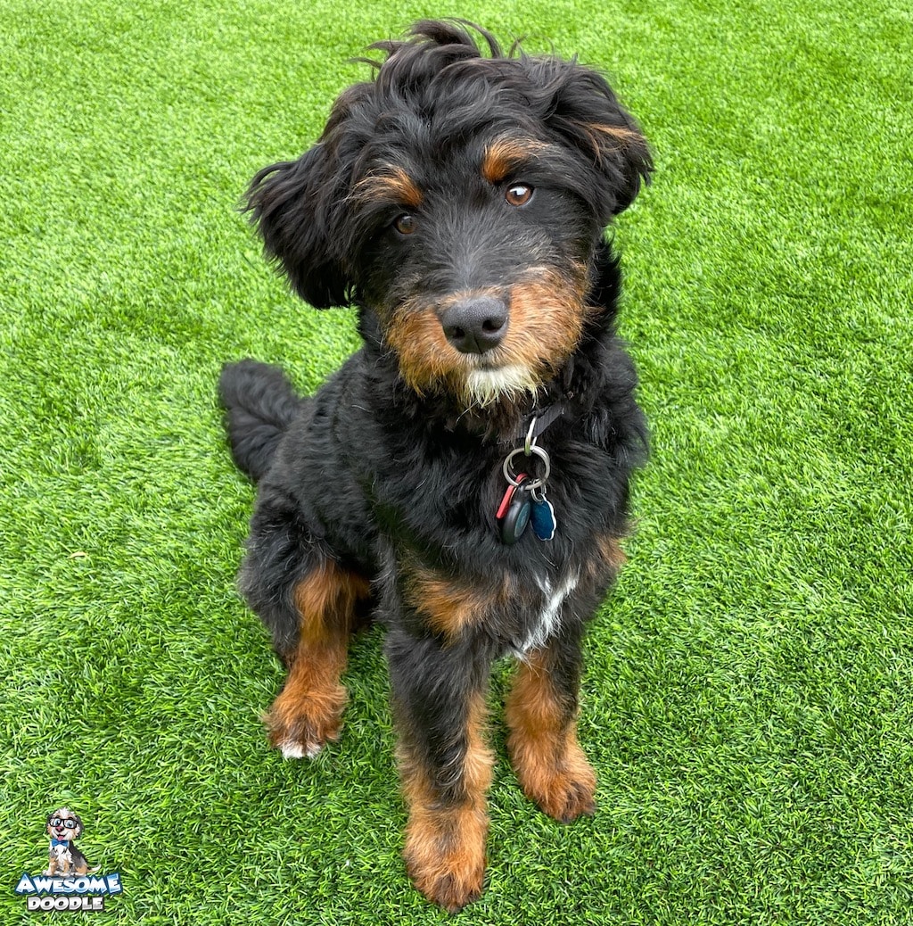 phantom-black-tan-aussiedoodle-puppy-flint black phantom aussiedoodle puppy with white chest